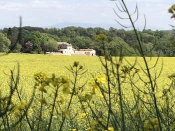 les anes de forcalquier