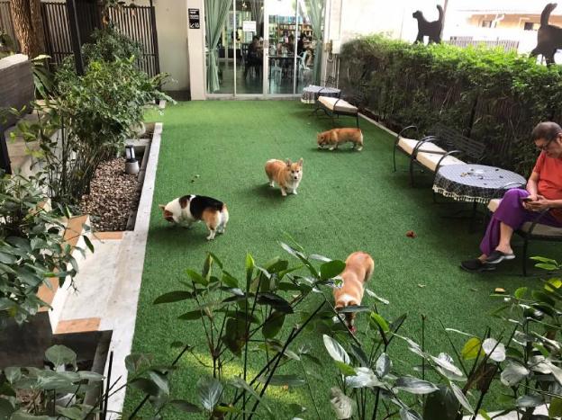 ketawa pet friendly hotel