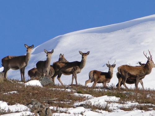 binnilidh mhor bandb
