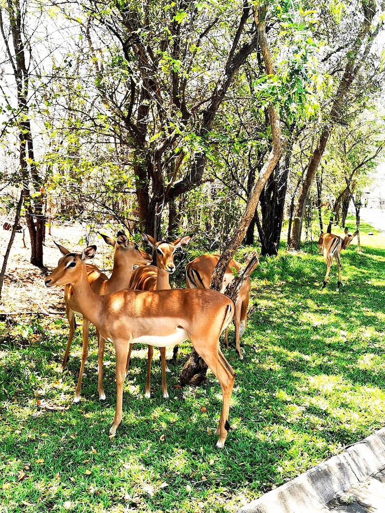 oriental swan hotel livingstone