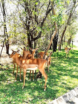 oriental swan hotel livingstone