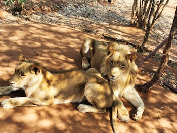oriental swan hotel livingstone