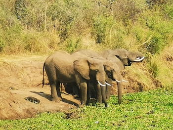 oriental swan hotel livingstone