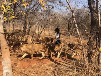 oriental swan hotel livingstone