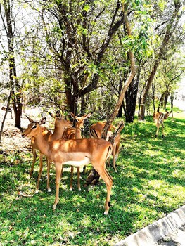 Oriental Swan Hotel Livingstone,Southern>>Livingstone,4 star