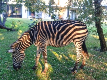 Oriental Swan Hotel Livingstone,Southern>>Livingstone,4 star