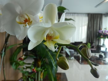 grand amira hotel