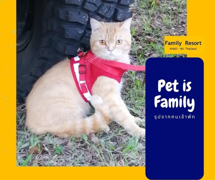 family resort khao yai pet friendly hotel