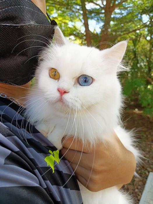 family resort khao yai pet friendly hotel