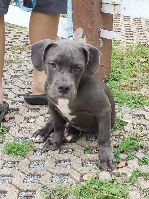 family resort khao yai pet friendly hotel