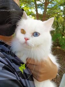 family resort khao yai pet friendly hotel