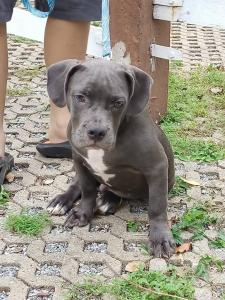 family resort khao yai pet friendly hotel