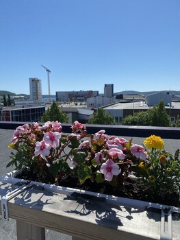 ornskoldsvik