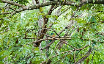 paquera
