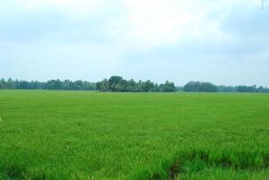 champakulam
