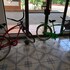 parrita