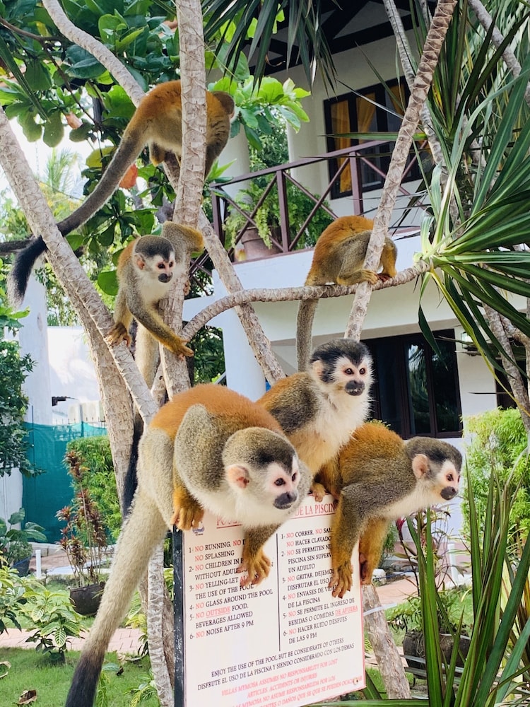 villas mymosa