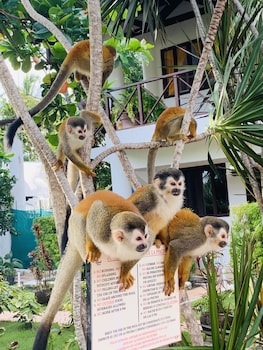 villas mymosa