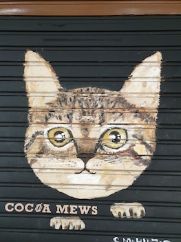 cocoa mews cafe and homestay hostel
