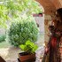 la pieve marsina