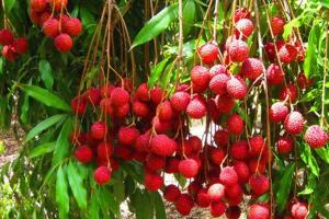 warakorn baansuan amphawa