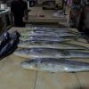 sailfish surf big game fishing lodge