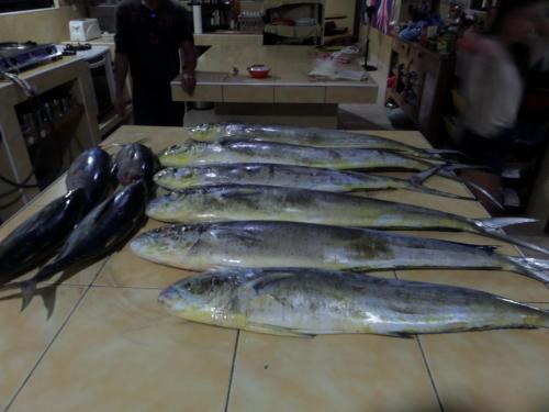 sailfish surf big game fishing lodge