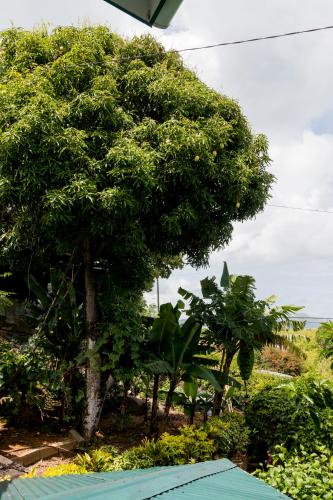 le manglier guest house