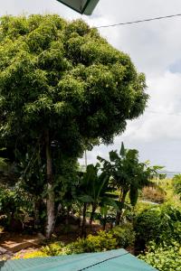 le manglier guest house