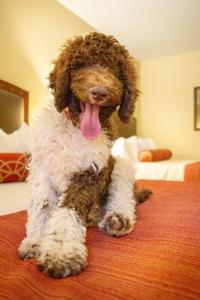 best western plus inn of williams