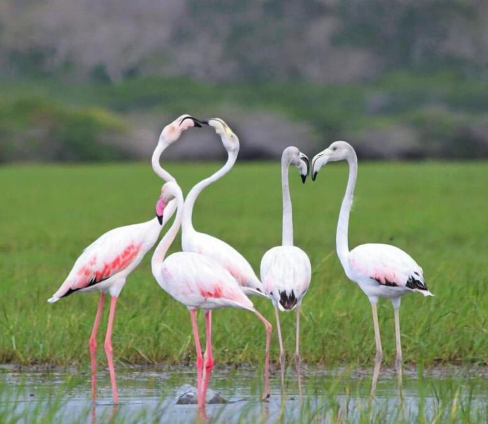 kawakka yala home stay and hostel