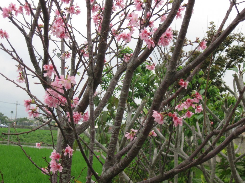 evergreen garden home