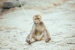 pinky bungalows resort