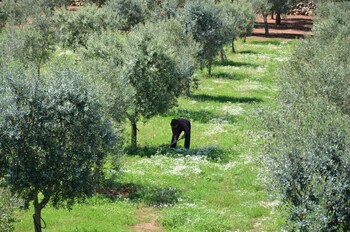 tenuta masseria and spa chicco rizzo