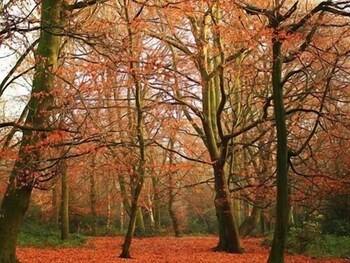 primrose guest house