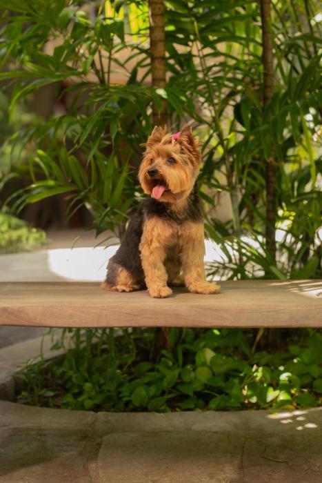 pauli boutique hotel