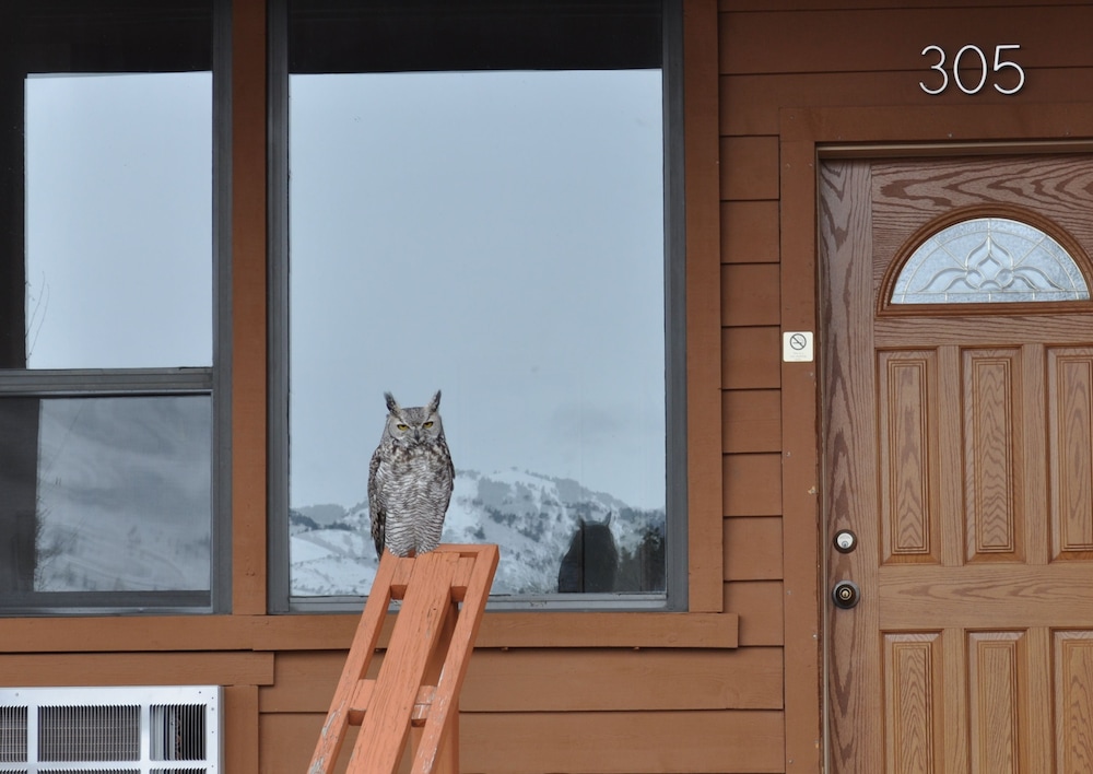 yellowstone village inn and suites