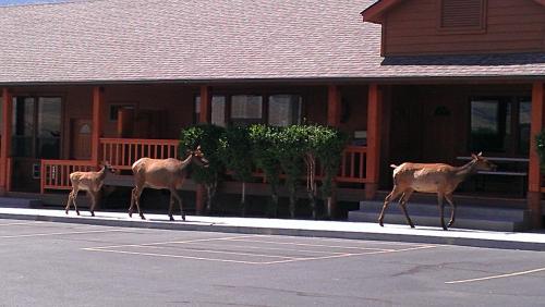 yellowstone village inn and suites