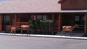 yellowstone village inn and suites
