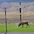 yellowstone village inn and suites