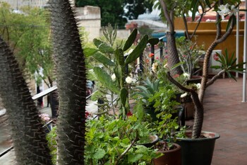 oaxaca