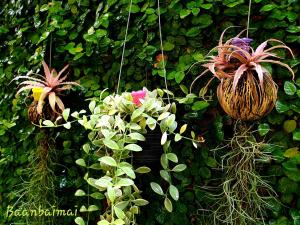 baan baimai boutique room