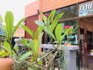 Front Beach Hotel,Hua Hin>>Ban Nong Sua,3 star