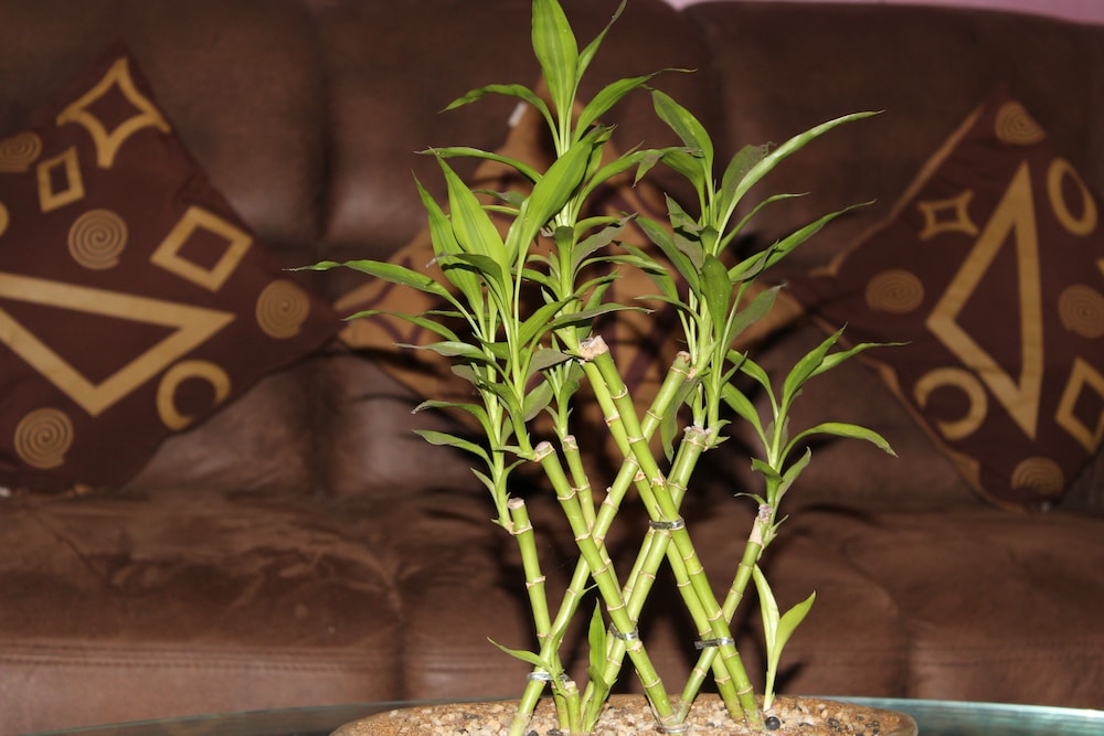 natures bliss holidays