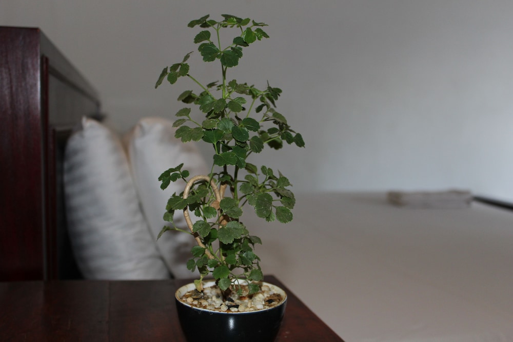 natures bliss holidays