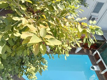 sri pat guesthouse