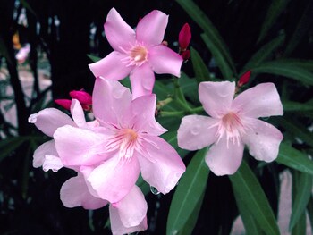 Baan Siriporn Resort,Samut Songkhram>>Amphawa,3 star