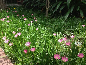 Baan Siriporn Resort,Samut Songkhram>>Amphawa,3 star