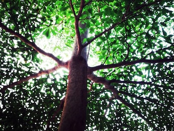 Baan Siriporn Resort,Samut Songkhram>>Amphawa,3 star