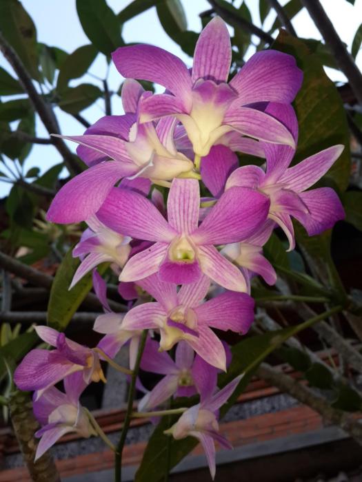 kun kun guest house ubud